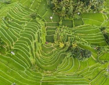 Bali, Endonezya pirinç terasları havadan görünümü