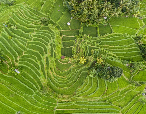 Vista aérea de terraços de arroz em Bali, Indonésia — Fotografia de Stock