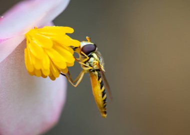 Marmelat hoverfly polen yeme