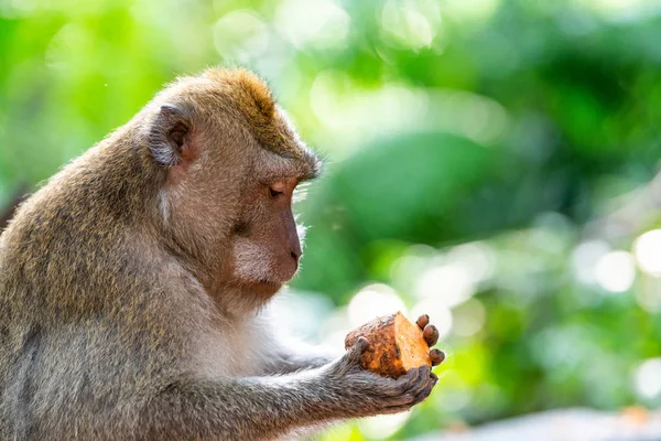 Macaque Monkey in Ubud Monkey Forest in Bali — Stockfoto