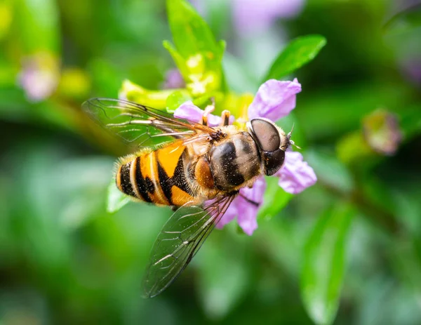 Μέλισσα τρώει γύρη — Φωτογραφία Αρχείου