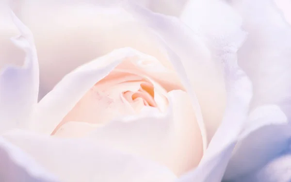 Macro de capullo de rosa blanca — Foto de Stock