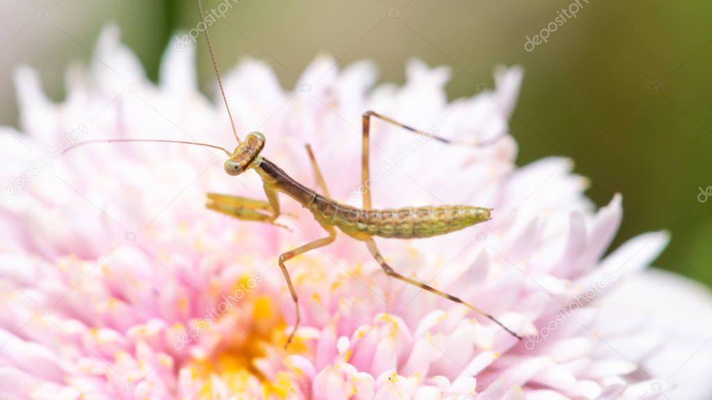 Young praying mantis on a pink flower