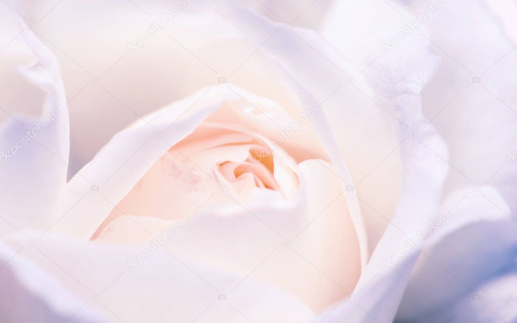 Macro shot of white rose bud