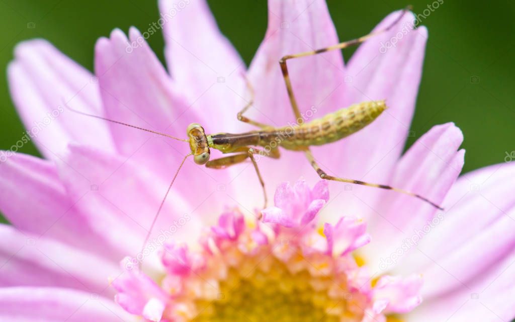 Young praying mantis on a pink flower