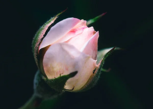 Macro shot of a rose bud — Stock Photo, Image