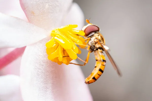 Σανίδα μαρμελάδας με μαρμελάδα σε ένα λουλούδι που τρώει γύρη — Φωτογραφία Αρχείου