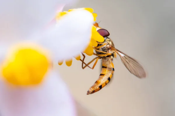 Mermelada mosca voladora sobre una flor que come polen — Foto de Stock