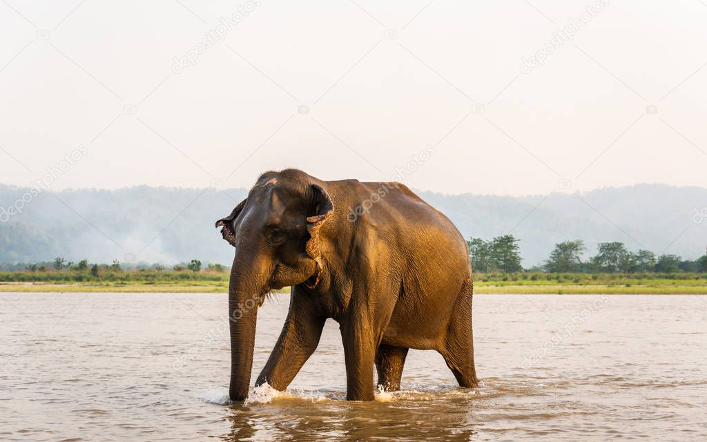 Elephant in the Gandak river in Chitwan National Park, Nepal