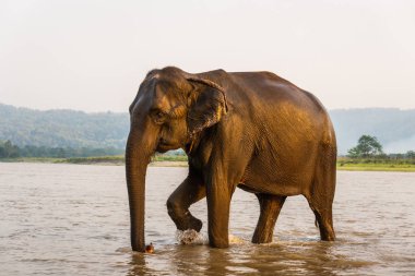 Chitwan Ulusal Parkı'ndaki Gandak nehrindeki fil, Nepal