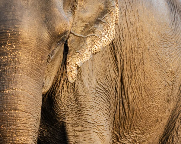 Elefante asiático primer plano disparo — Foto de Stock