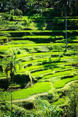 Tegalalang pirinç terasları, Bali, Endonezya