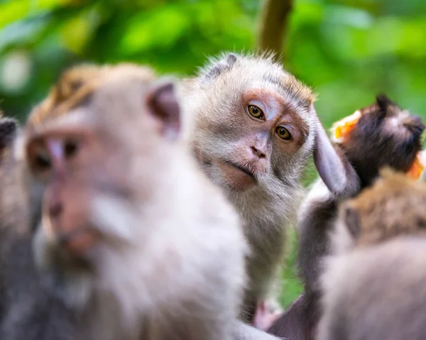 Monos macacos en Ubud Monkey Forest en Bali —  Fotos de Stock