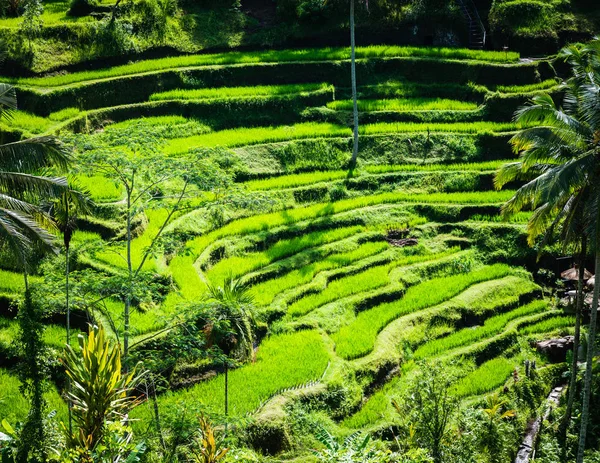 Tegalalang rizs teraszok Bali, Indonézia — Stock Fotó