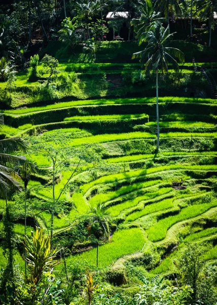 Tegalalang rizs teraszok Bali, Indonézia — Stock Fotó