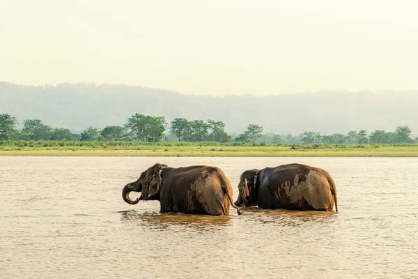 Baignade d'éléphants dans le parc national de Chitwan, Népal — Photo