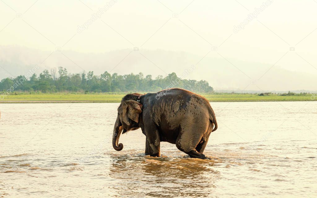 Elephant bathing in Chitwan national park, Nepal