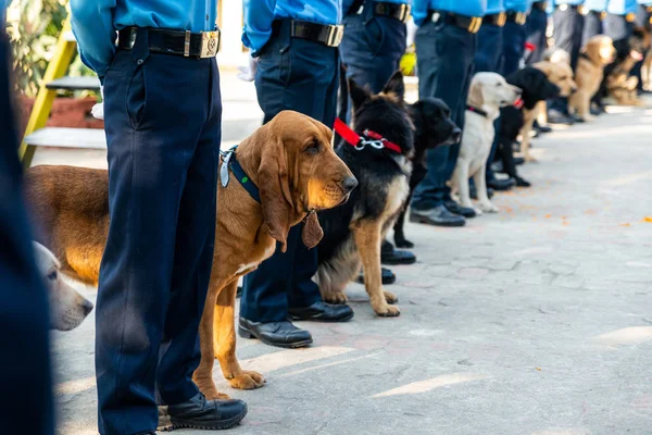 Η αστυνομία του Νεπάλ γιορτάζει το Κουκούρ Τιχάρ στο Κατμαντού — Φωτογραφία Αρχείου