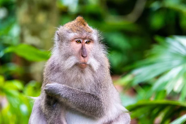 Macaco macaco em Ubud Monkey Forest em Bali — Fotografia de Stock
