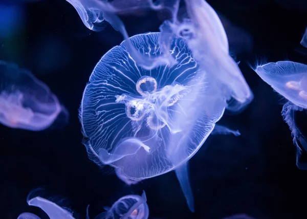 Medusas en acuario iluminadas por luz azul —  Fotos de Stock