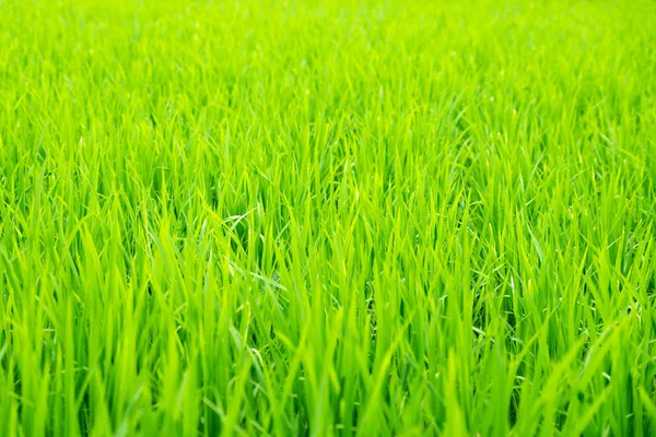 年轻的水稻种植 — 图库照片
