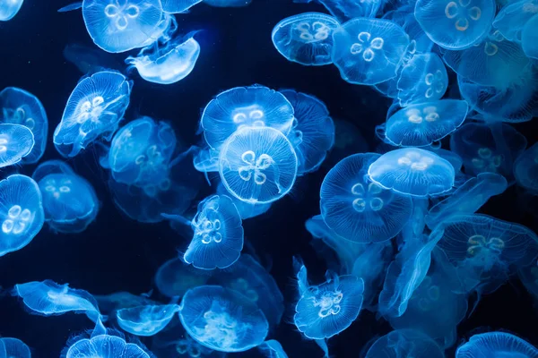 青い光に照らされた水族館のクラゲ — ストック写真