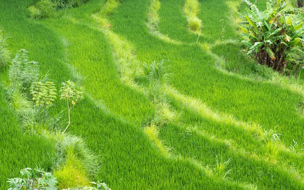 Ris paddyfält på Bali — Stockfoto