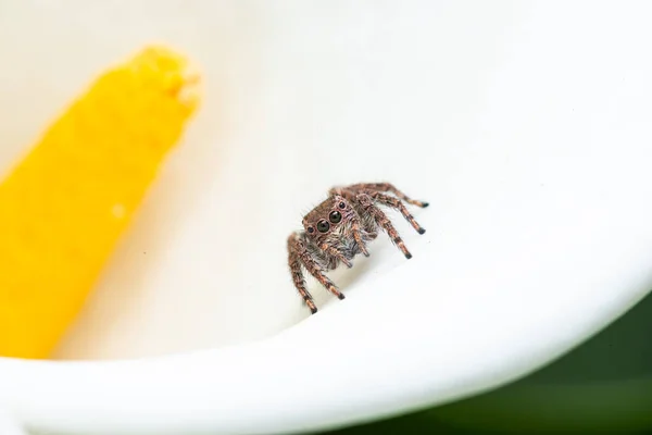 Skoczny pająk na Calla Lily — Zdjęcie stockowe