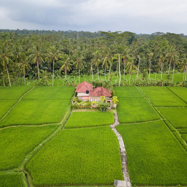 Vista aérea do campo de Ubud em Bali — Fotografia de Stock