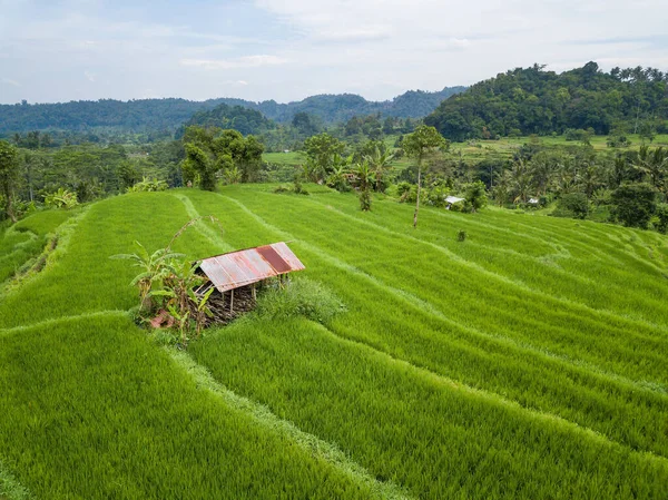 Small hut in the middle of paddy fields aerial view — Stock Photo, Image