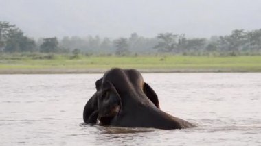 Nepal, Chitwan 'da nehirde fil banyosu