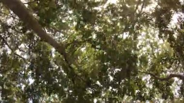Chitwan Ulusal Parkı ormanındaki ağaçlara bakıyorum.