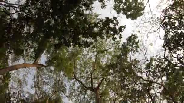 Blick auf Bäume im Dschungel des Chitwan-Nationalparks — Stockvideo