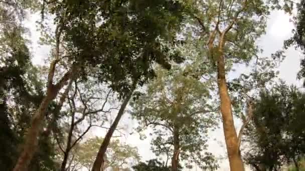 En regardant les arbres dans la jungle du parc national de Chitwan 