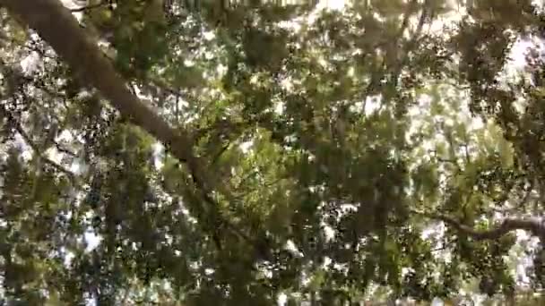 Blick auf Bäume im Dschungel des Chitwan-Nationalparks — Stockvideo