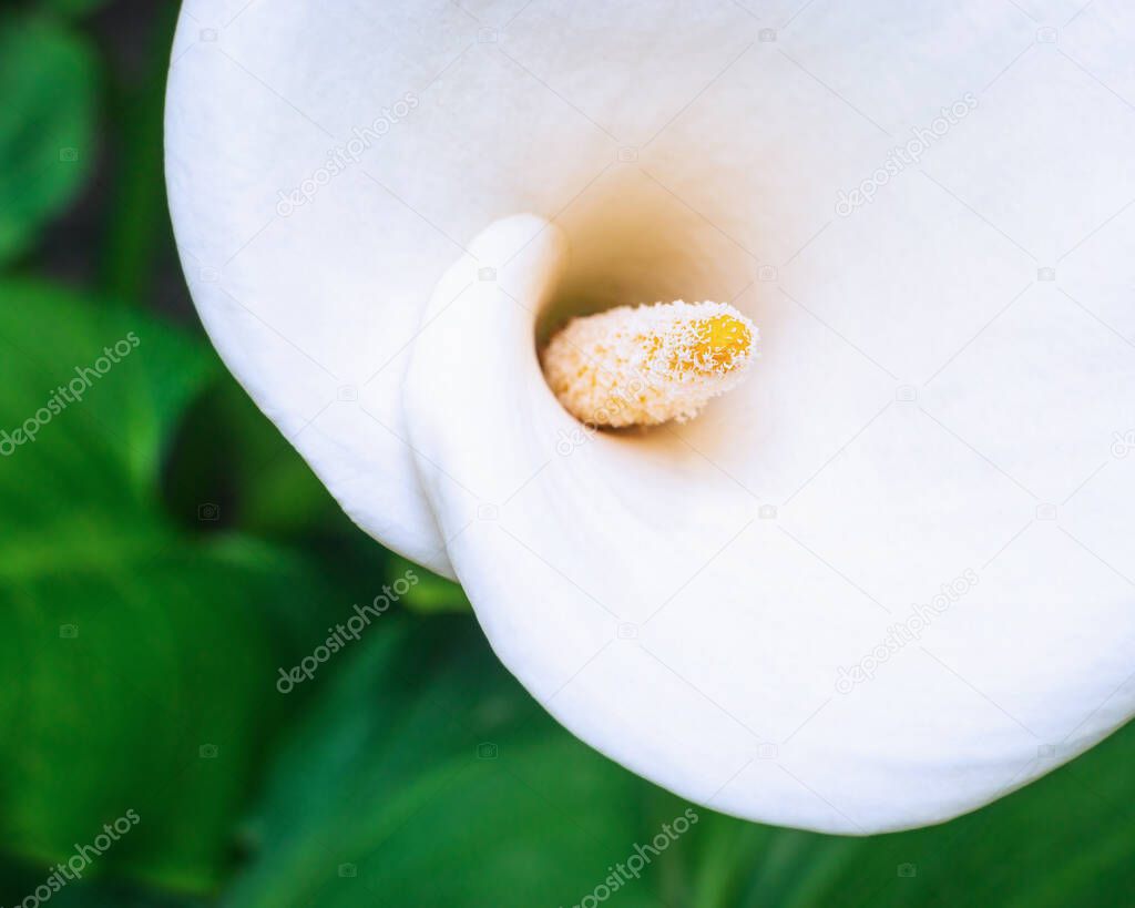 White calla lily macro shot