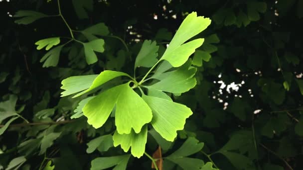 Ginkgo Biloba deixa close-up tiro estático — Vídeo de Stock