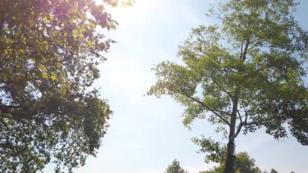 Το δέντρο αφήνει μπλε ουρανό και ήλιο — Αρχείο Βίντεο