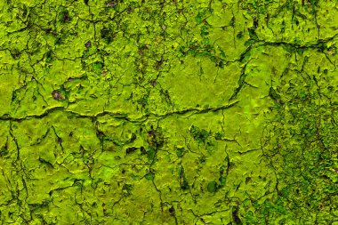 Eski boyalı mavi soyulmuş iç duvar arka plan yıpranmış. Kuşbaşı eski püskü duvarı yıkık sıva katmanı doku ile kırık. Soyut Mavi beyaz yatay boş duvar kağıdı. Soyut Web Banner