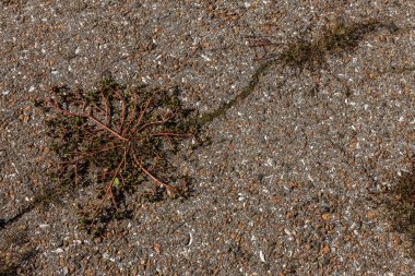Bozuk yol çukurların ve noktalar, Ukrayna kırık asfalt kılıçla. Büyük delikli çok kötü asfalt yol. Korkunç teknoloji inşaat yollar. Çok sayıda tehlikeli hataları. Kötü yol. Yol onarım