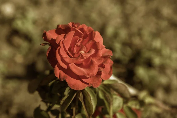 Red rose, a symbol of love. Red roses for lover, natural roses in the garden, natural background for greeting card, celebration invitation, calendar, poster