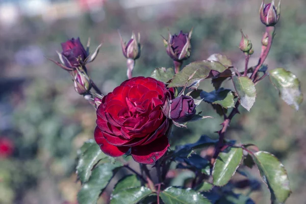 Червона Троянда Символ Любові Червоні Троянди Коханця Природні Троянди Саду — стокове фото