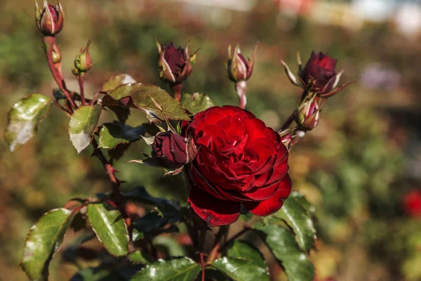 Rosa Roja Símbolo Amor Rosas Rojas Para Los Amantes Rosas —  Fotos de Stock