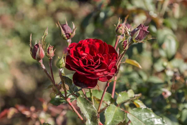 Rosa Roja Símbolo Amor Rosas Rojas Para Los Amantes Rosas — Foto de Stock