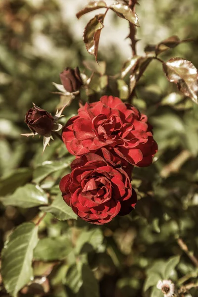 Rode Roos Een Symbool Van Liefde Rode Rozen Voor Minnaar — Stockfoto