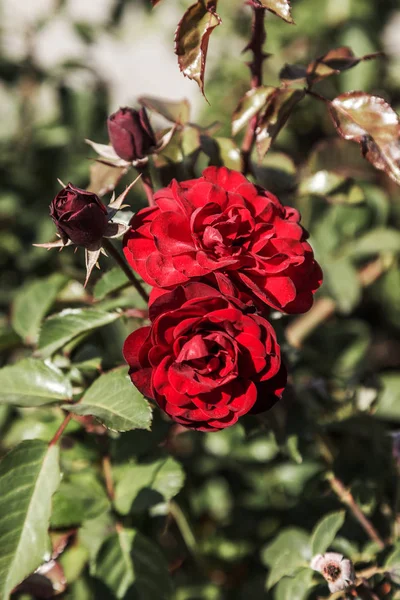 Rode Roos Een Symbool Van Liefde Rode Rozen Voor Minnaar — Stockfoto