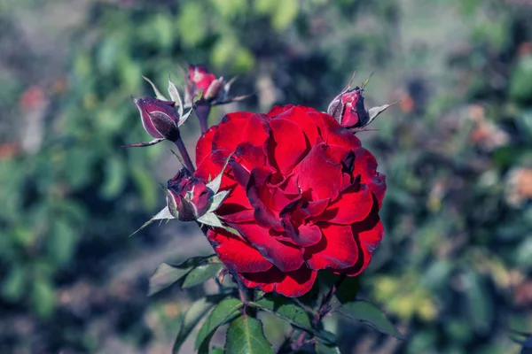 Rode Roos Een Symbool Van Liefde Rode Rozen Voor Minnaar — Stockfoto