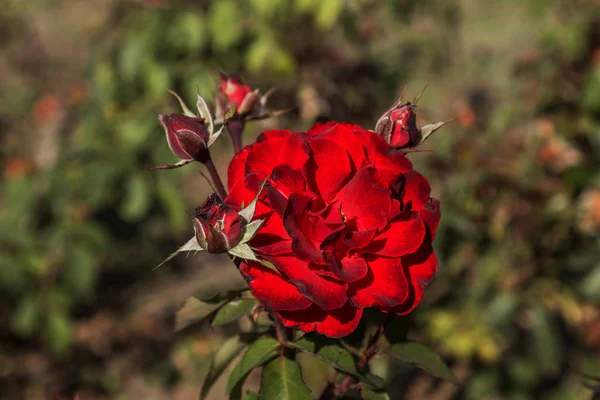 Red rose, a symbol of love. Red roses for lover, natural roses in the garden, natural background for greeting card, celebration invitation, calendar, poster