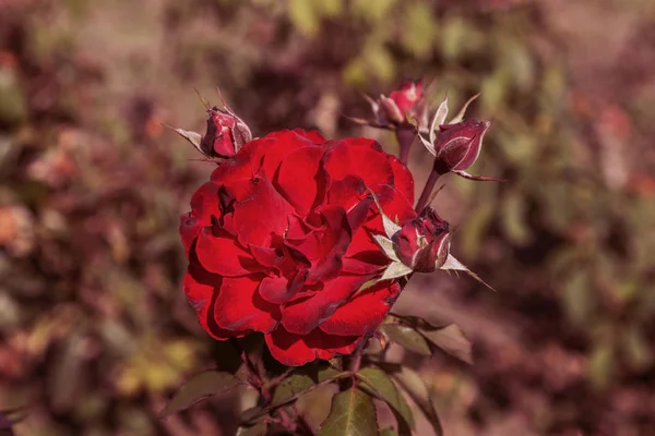 Rosa Roja Símbolo Amor Rosas Rojas Para Los Amantes Rosas —  Fotos de Stock