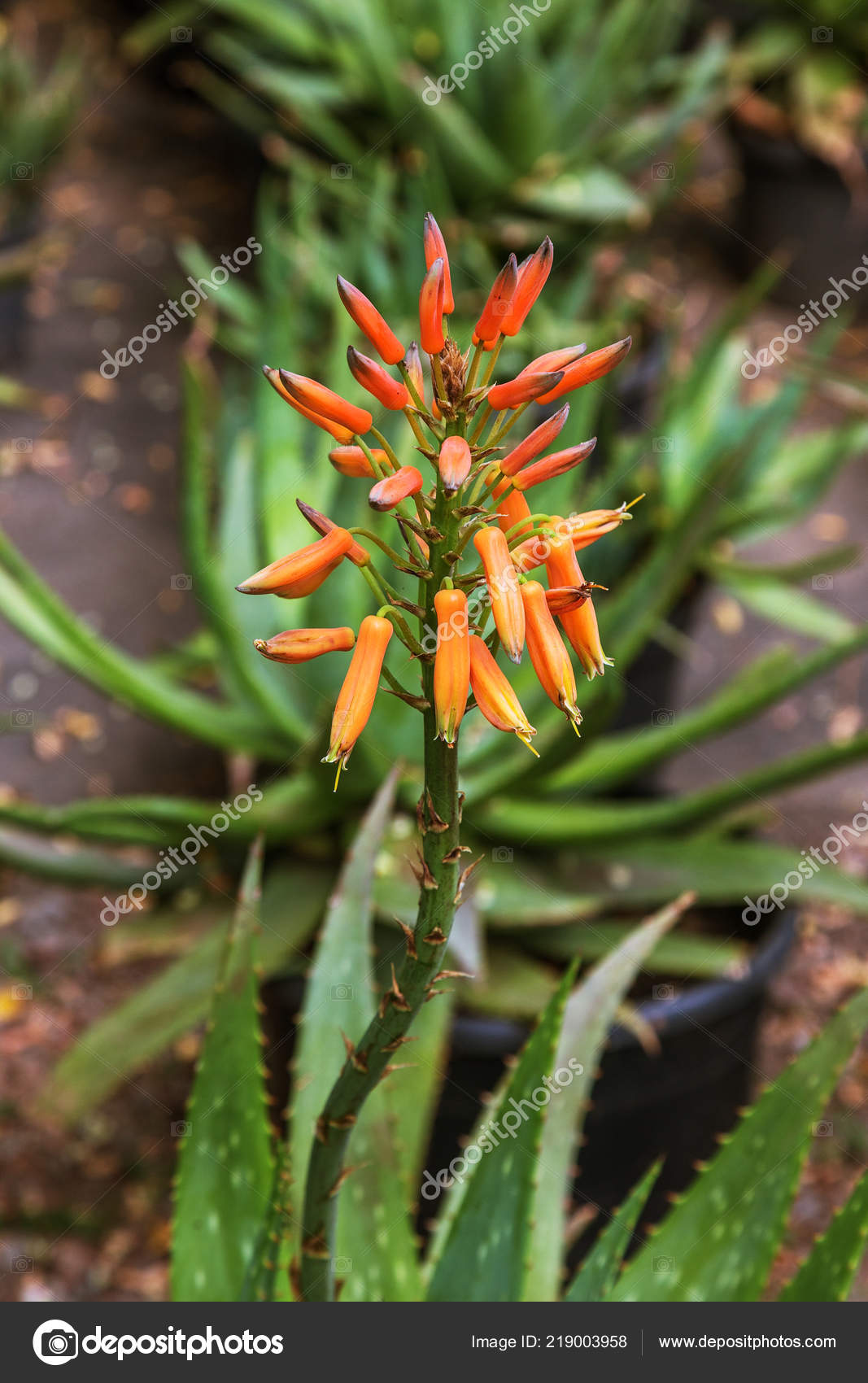 Amazing Beautiful Rare Flowers Aloe Vera Plants Tropical Green